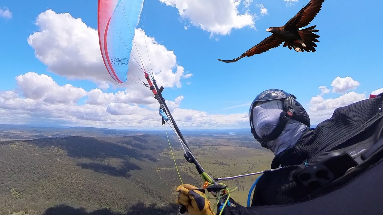 Eagle Attack ended my Australia Paragliding trip